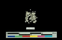 藏品(黃鐵礦)的圖片